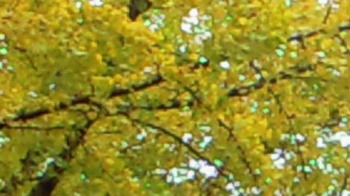銀杏の葉.jpg
